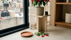 Dónde poner la nochebuena en casa para que no se le caigan las hojas